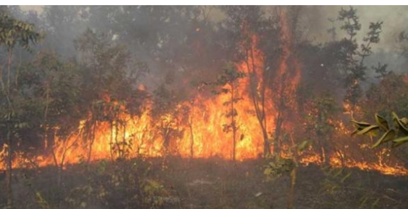 Mbeuleukhé: Un feu de brousse ravage plus de 250 hectares du tapis herbacé