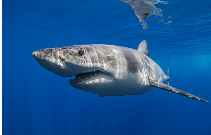 Un surfeur de 28 ans porté disparu après une attaque de requin en Australie