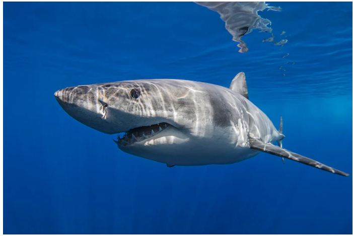 Un surfeur de 28 ans porté disparu après une attaque de requin en Australie