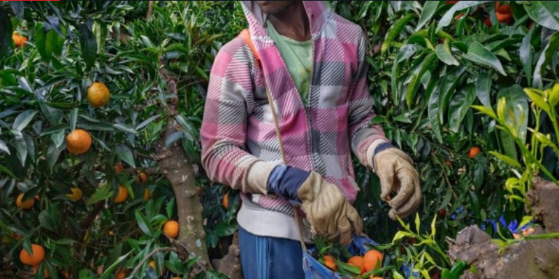 Migration agricole : Devise, expérience, exode de main-d’œuvre et risque de déviance