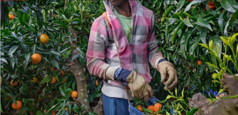 Migration agricole : Devise, expérience, exode de main-d’œuvre et risque de déviance