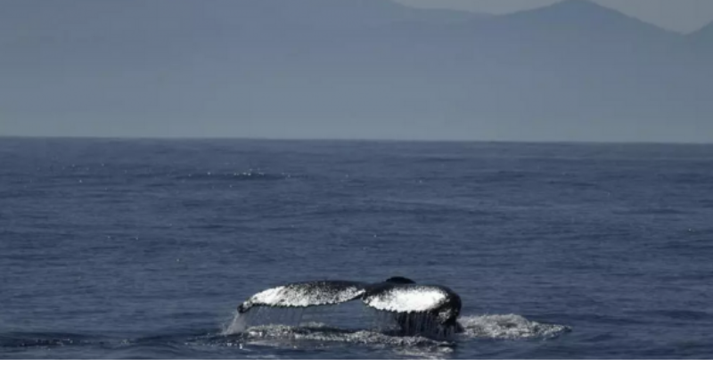 Au large du Chili, une baleine « avale » un kayakiste avant de le recracher