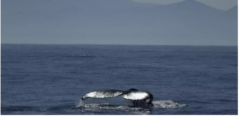 Au large du Chili, une baleine « avale » un kayakiste avant de le recracher