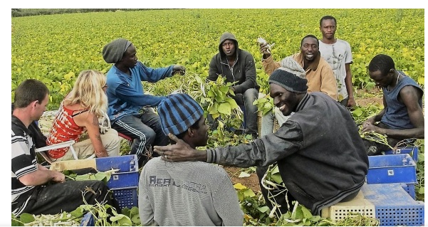 Le Sénégal lance les inscriptions en ligne pour le recrutement d’ouvriers agricoles en Espagne